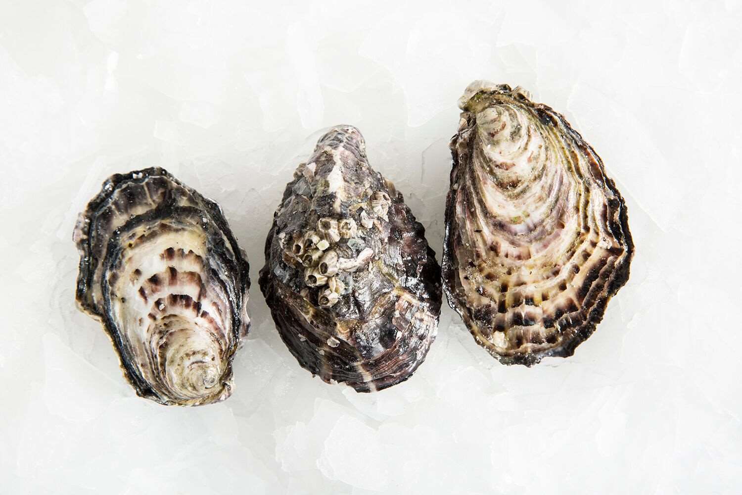 pacific-oysters-medium-delivery-australia-manettas-seafood