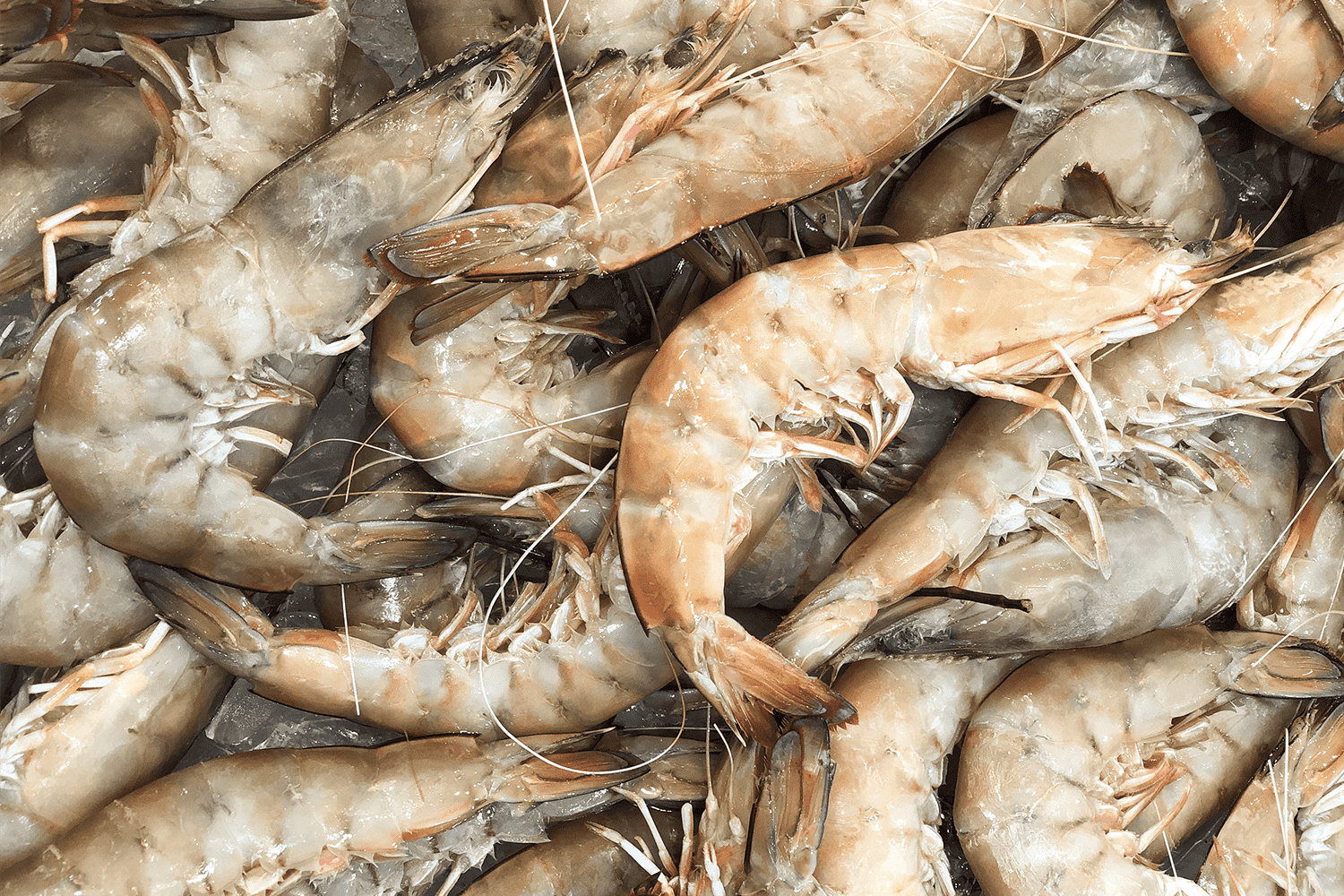 Mooloolaba, Eastern King Prawn Linguine