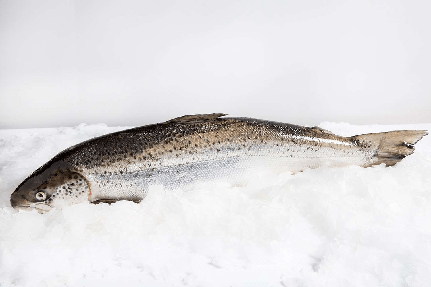  Who doesn’t love Tasmanian salmon?