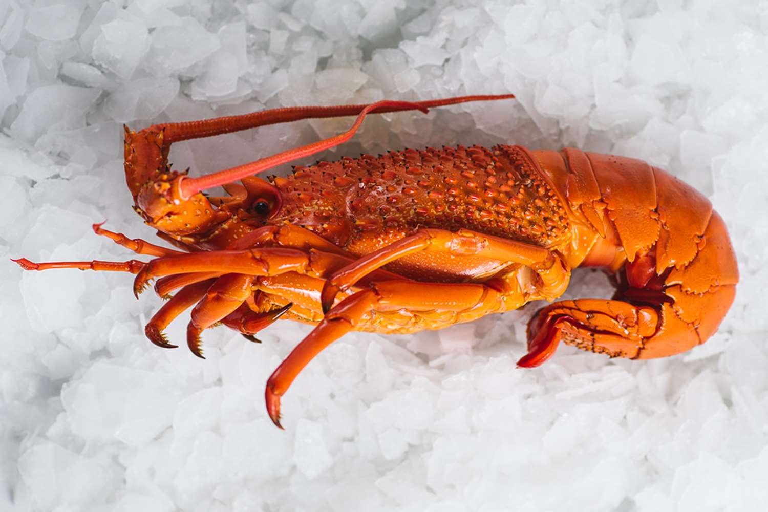  Looking for lobster tails? Try this Southern Rock lobster for your seafood boil.