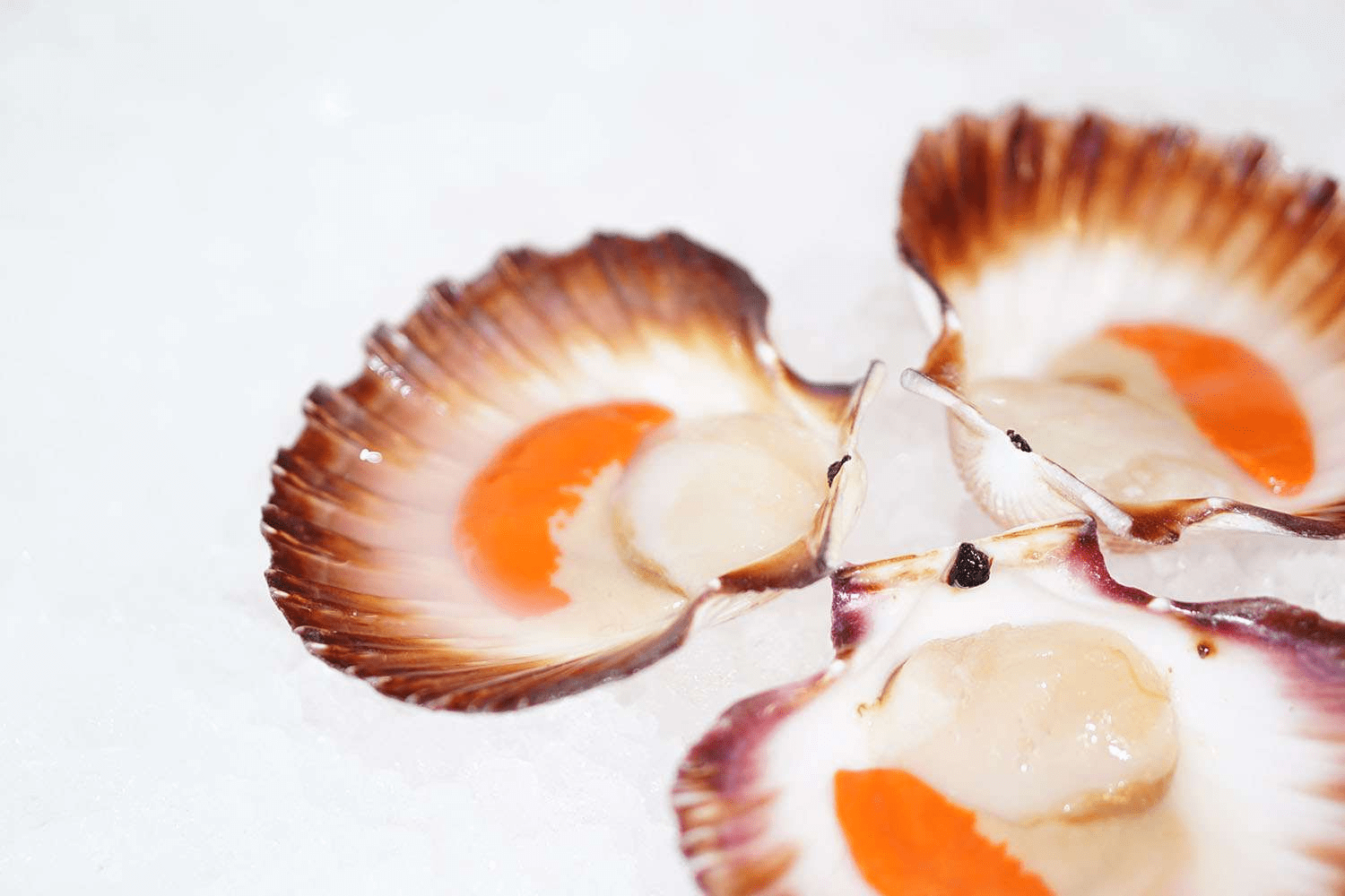 Look at those beautiful Tasmanian scallops.