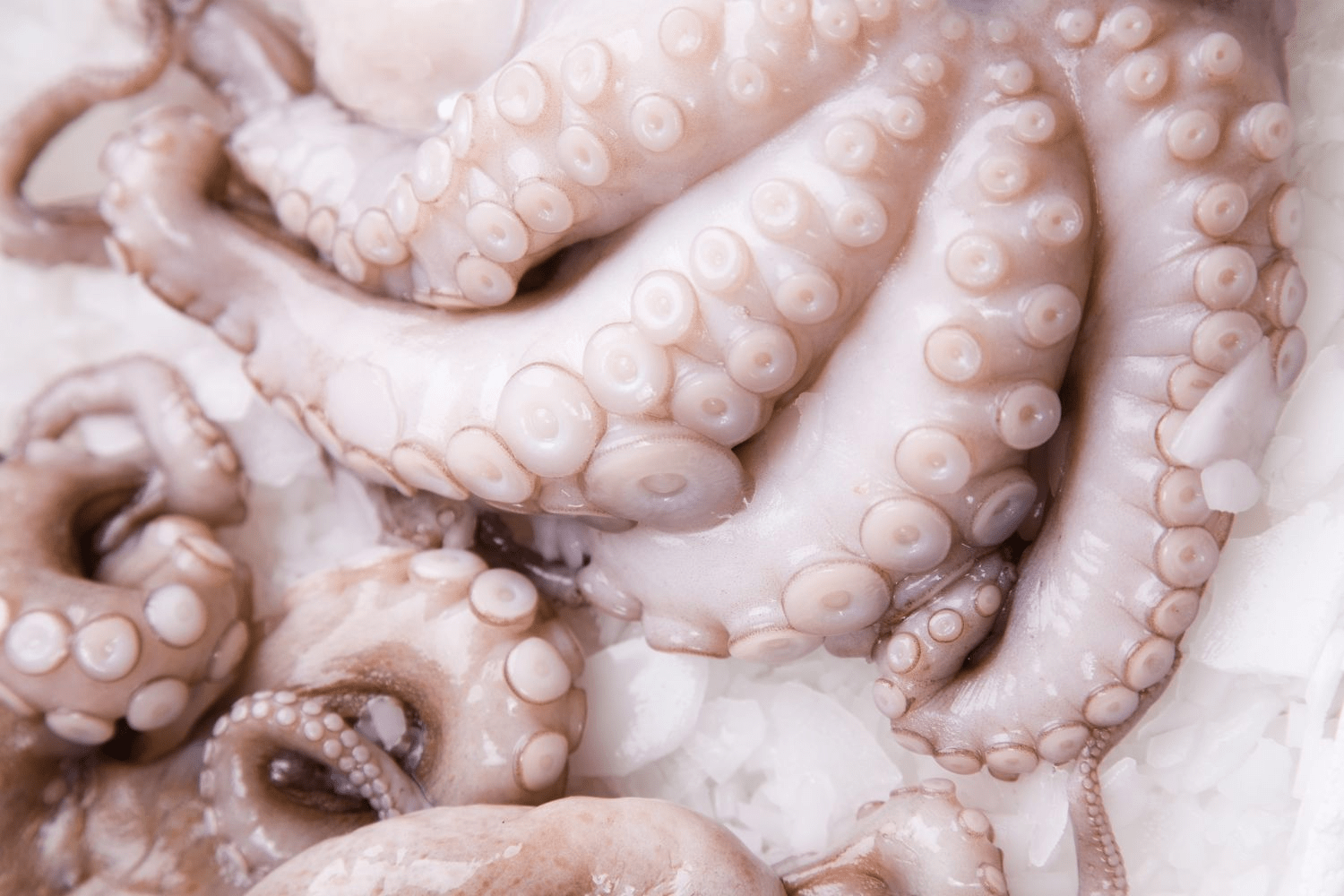  These frozen octopus legs from Manettas are cleaned, tenderised and ready to cook!