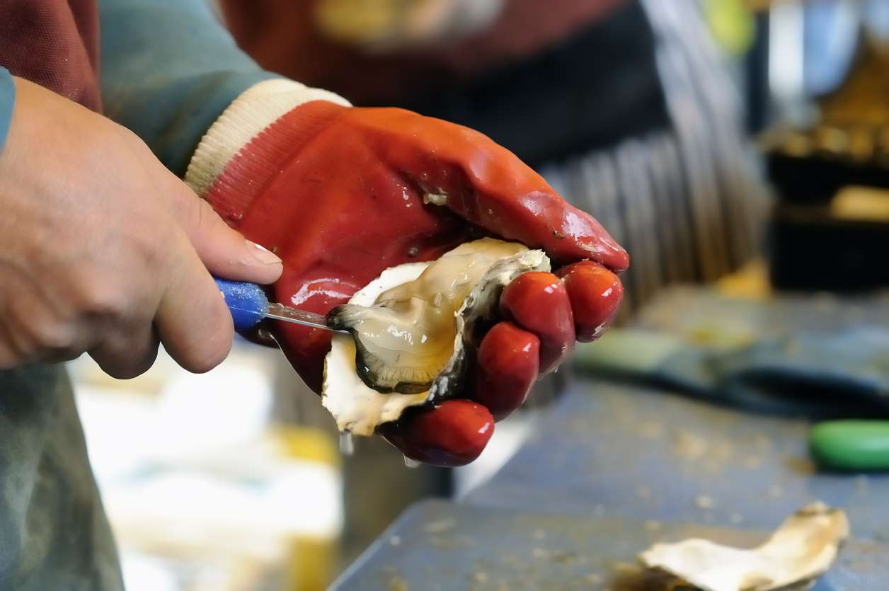  Utmost care is needed when you’re shucking an oyster. So follow our handy tips!