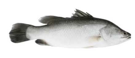 Barramundi