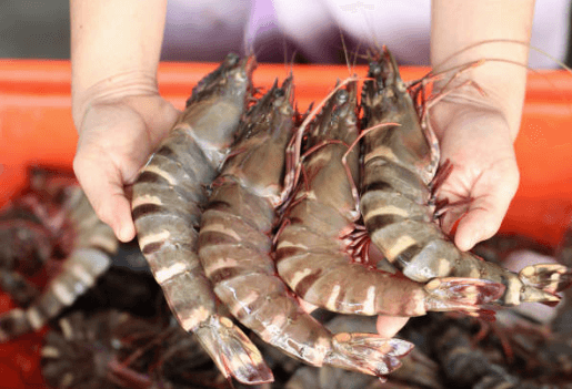 Jumbo sized Prawns