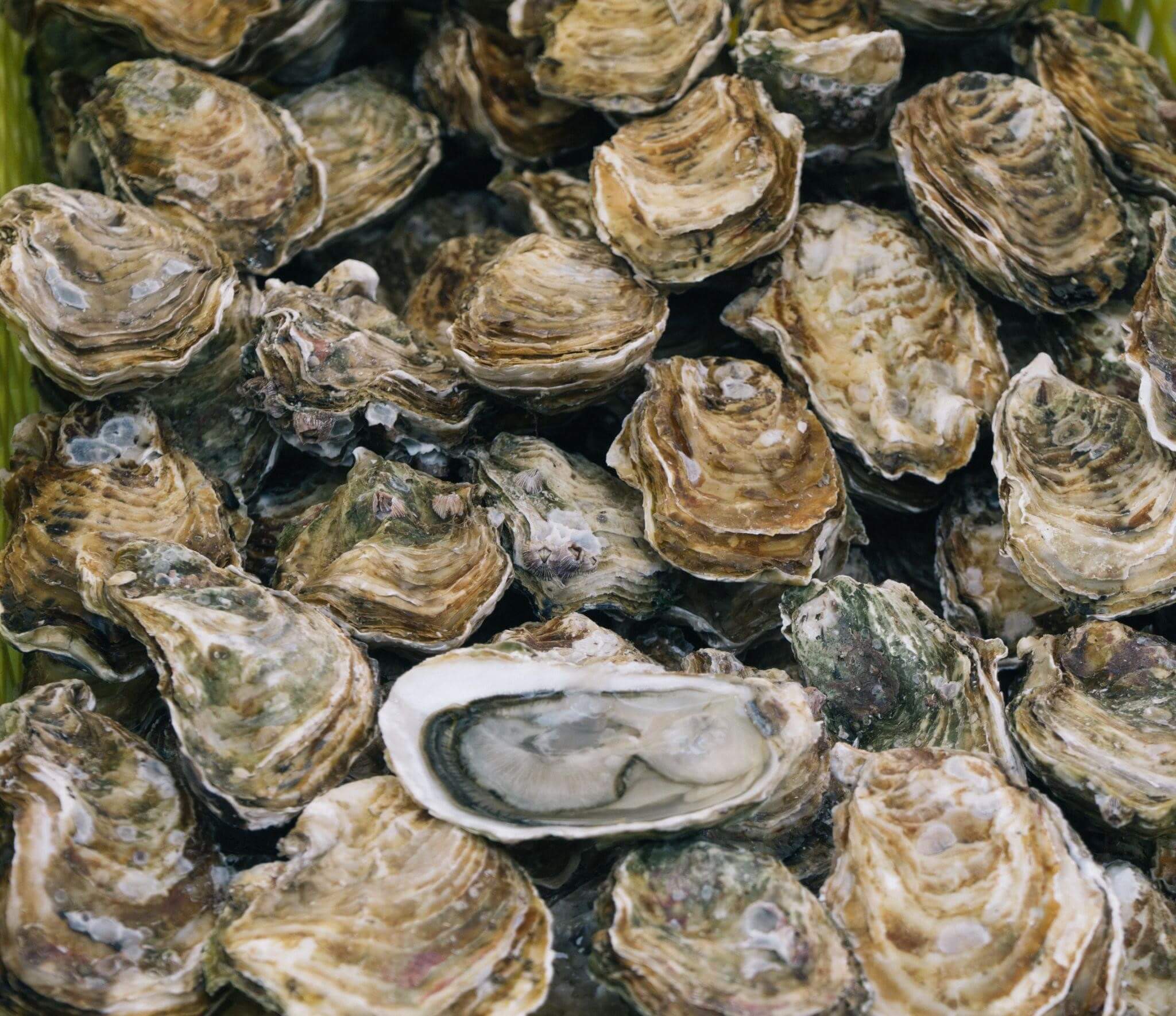 Oyster-Farming