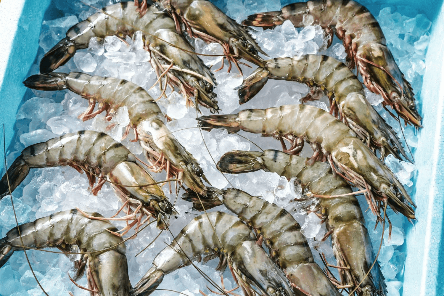 black tiger prawns