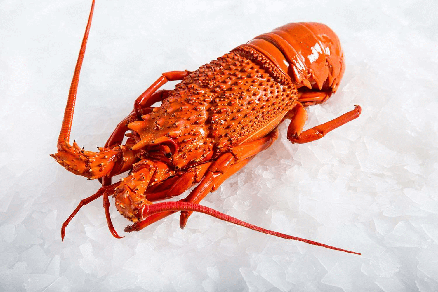 cooked eastern rock lobster