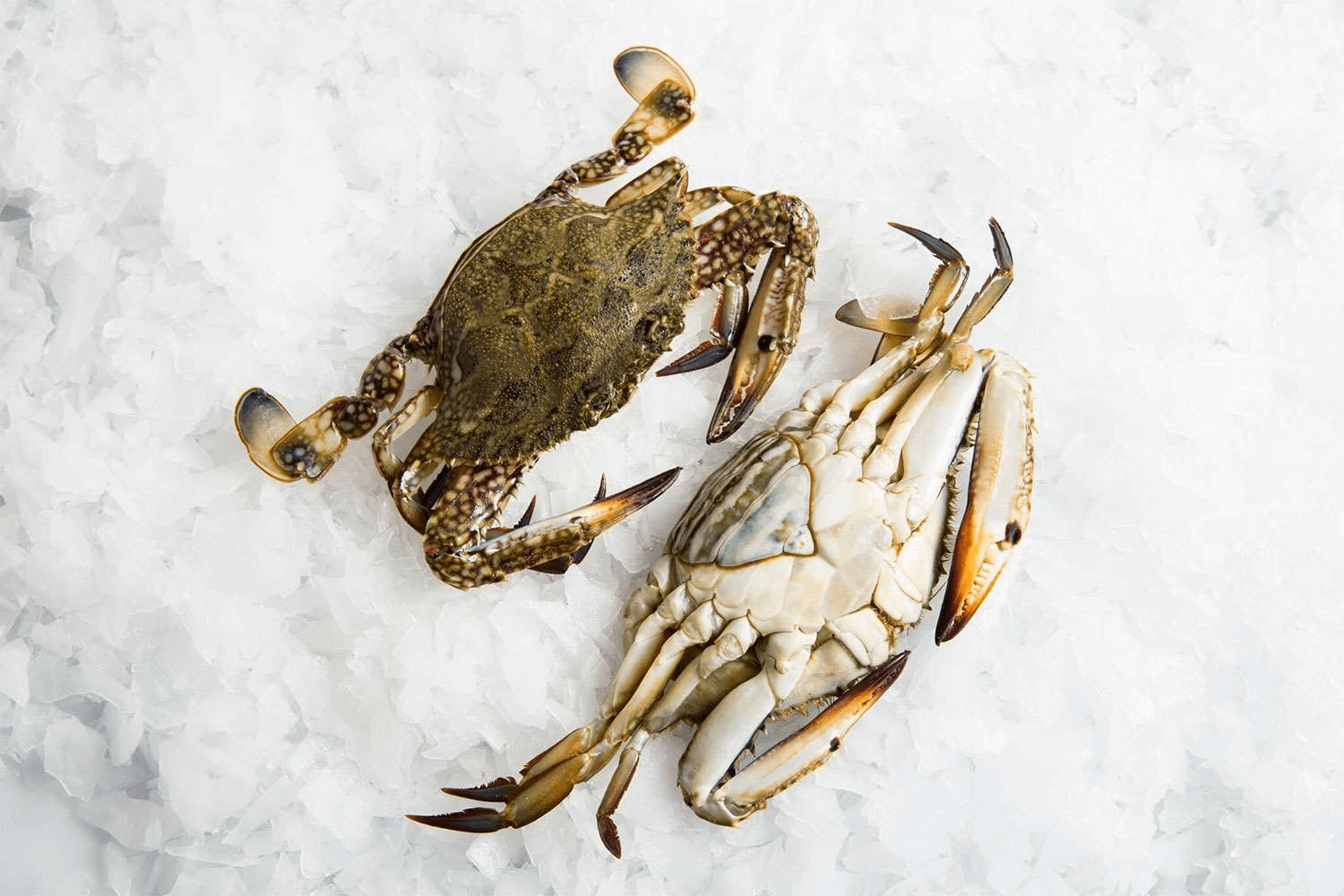 female blue swimmer crabs