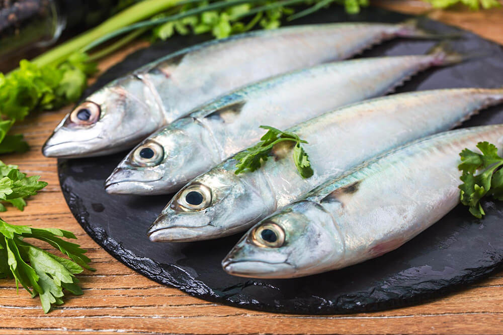 Spanish Mackerel