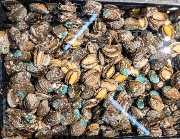 Fresh White Abalone