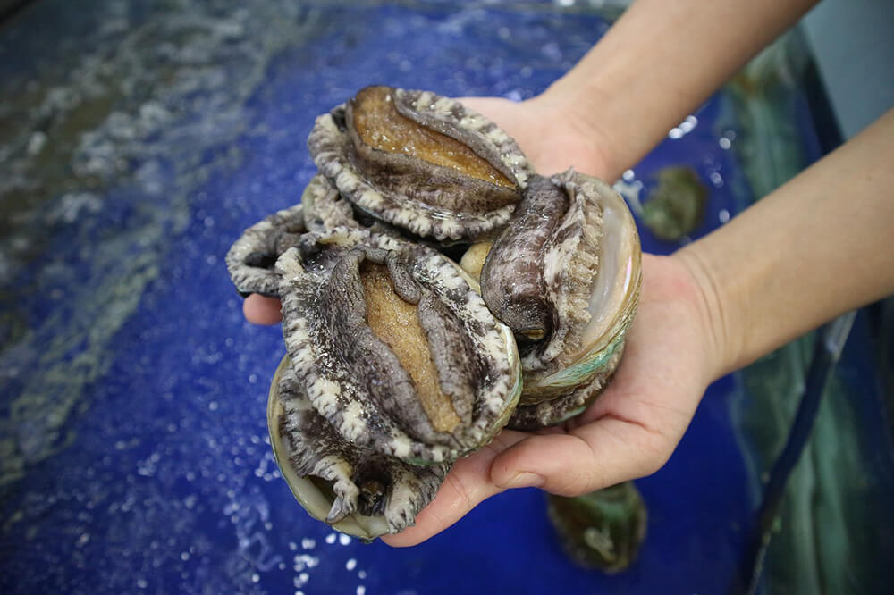 A handful of freshly harvested abalone