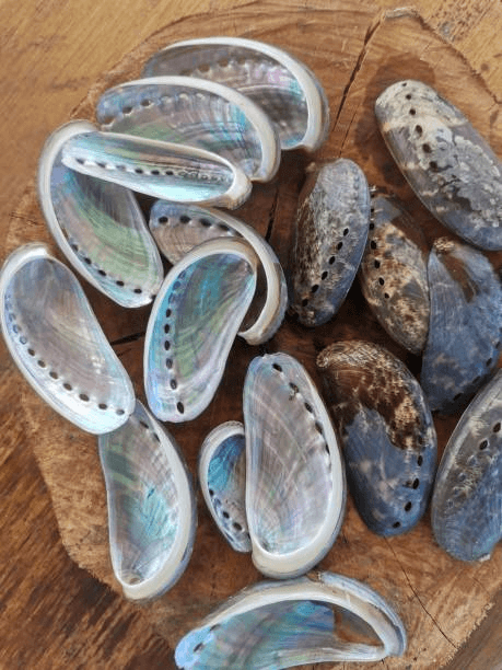 Beautiful abalone shells can be made into jewellery