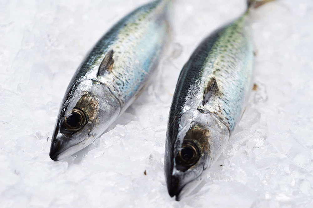 Blue mackerel