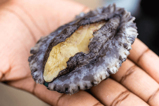 Freshly harvested white abalone