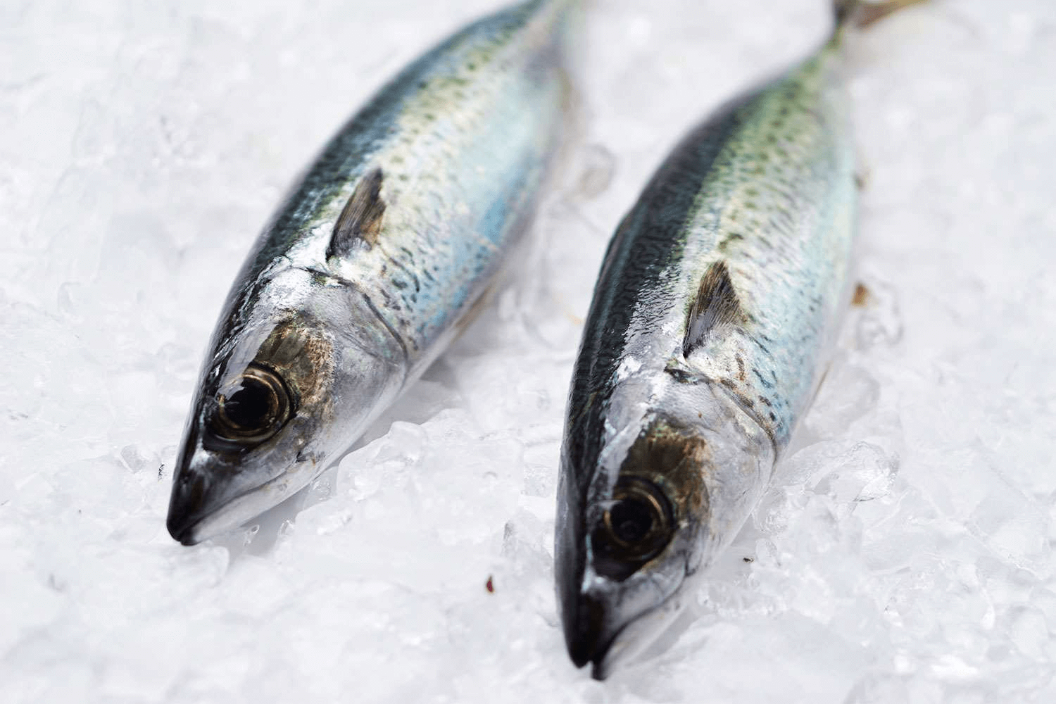 Blue mackerel is easy on the eyes as it is delightful on the taste buds.