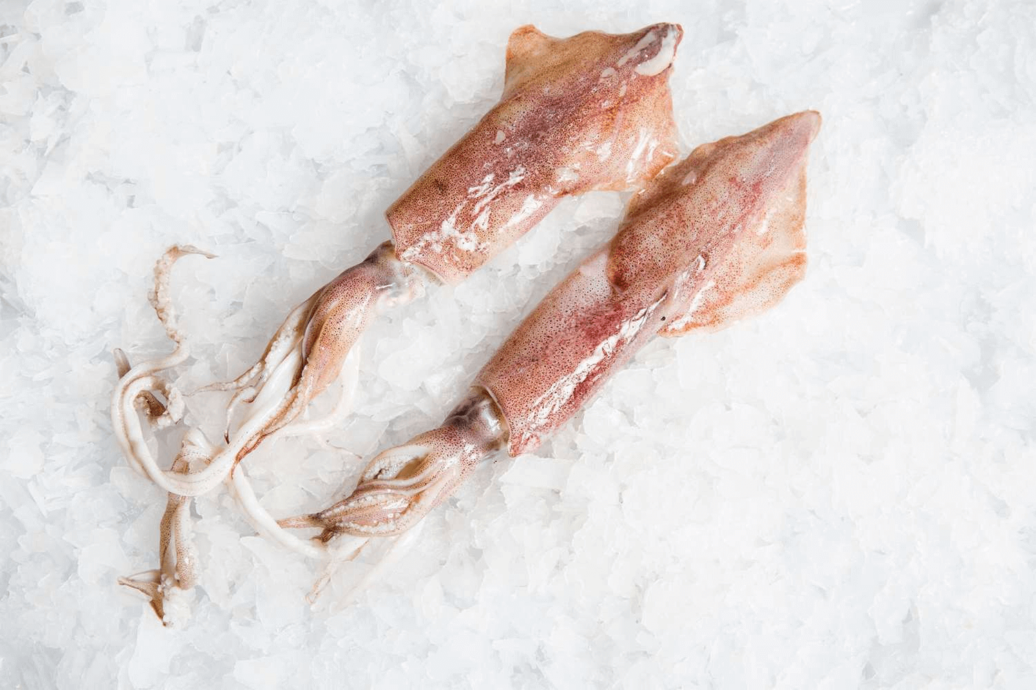 These Loligo squid curl up beautifully when cooked—just what you need for a mouthwatering presentation.