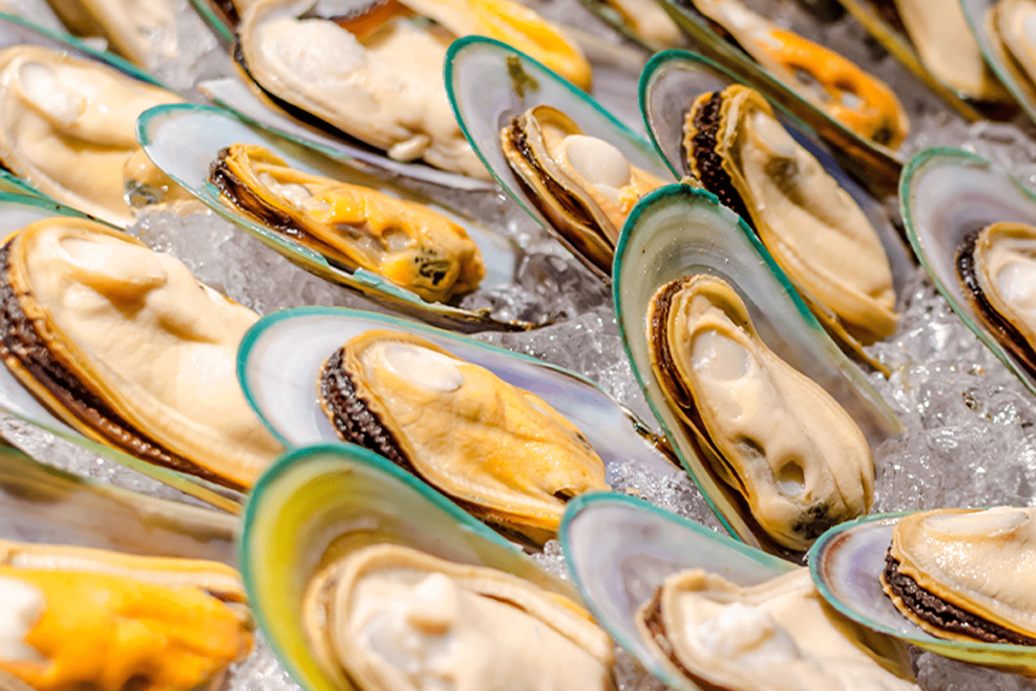 These half shell New Zealand mussels can be served in a variety of ways.