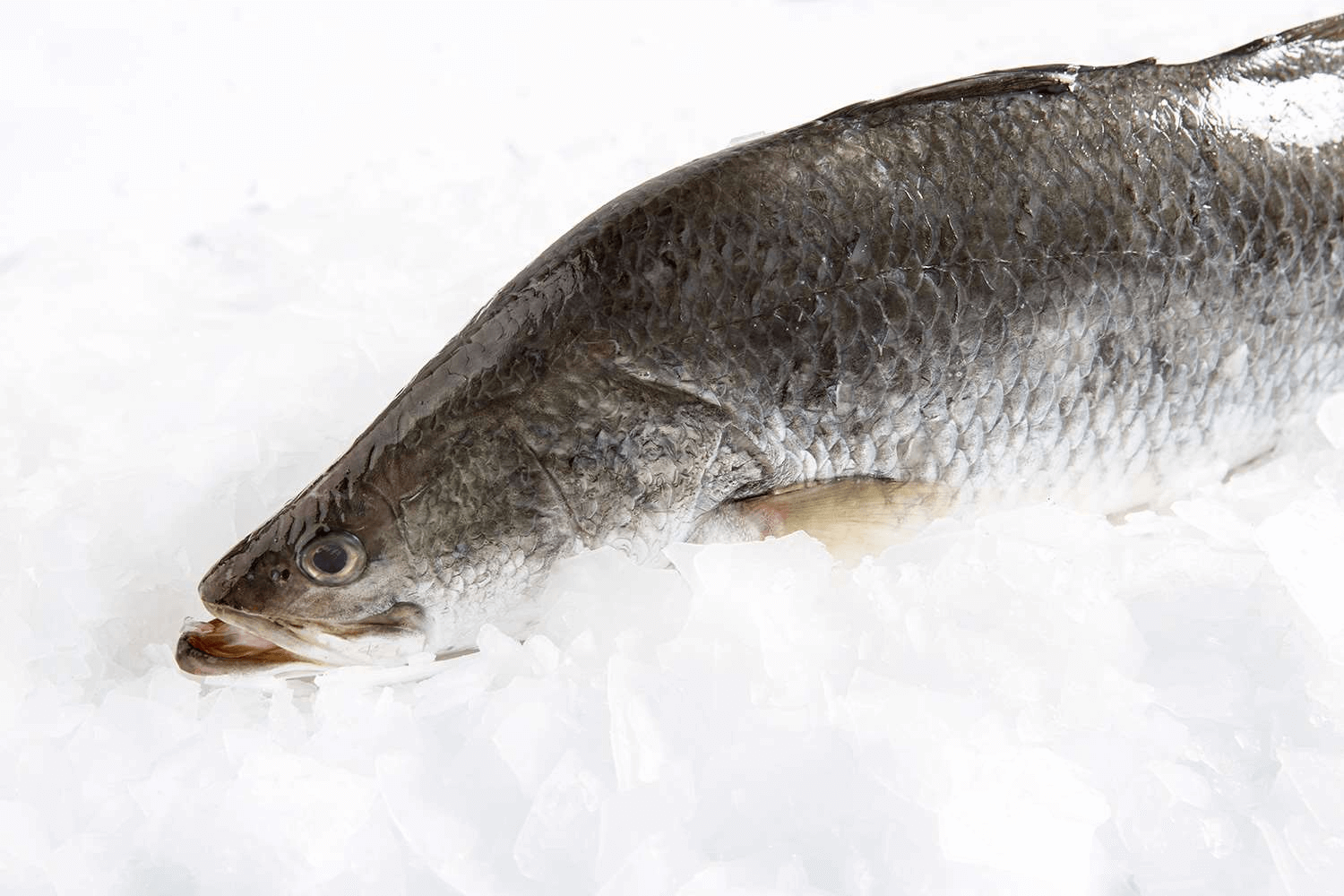 Manettas offer whole fish like this large barramundi