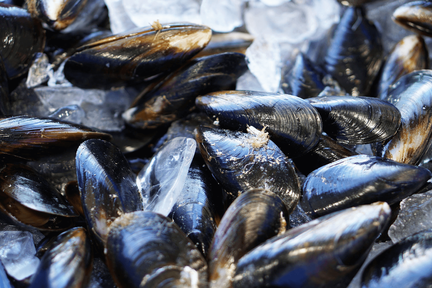 Restaurant owners can bulk buy black mussels for more savings.