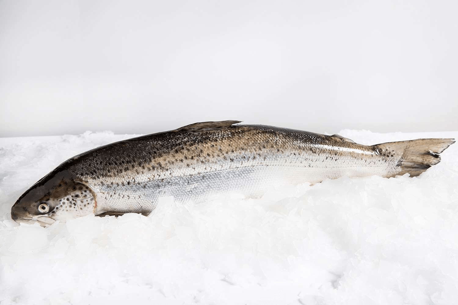 Salmon is unmistakably one of the ocean’s finest bounties.