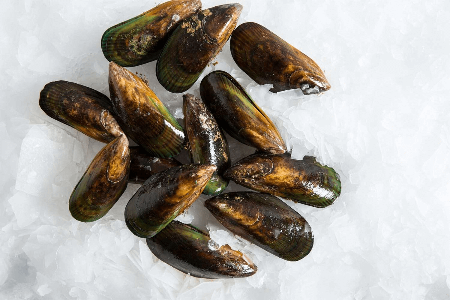 Green mussels (like these New Zealand green mussels) are larger and meatier than black mussels.