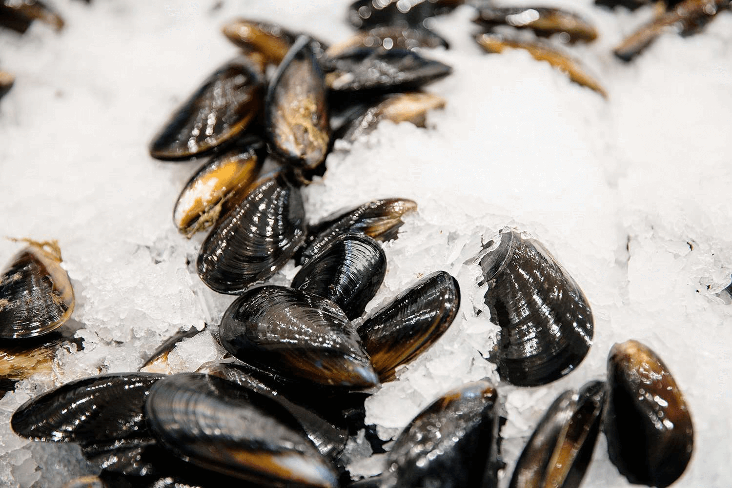 Getting fresh mussels like these black mussels