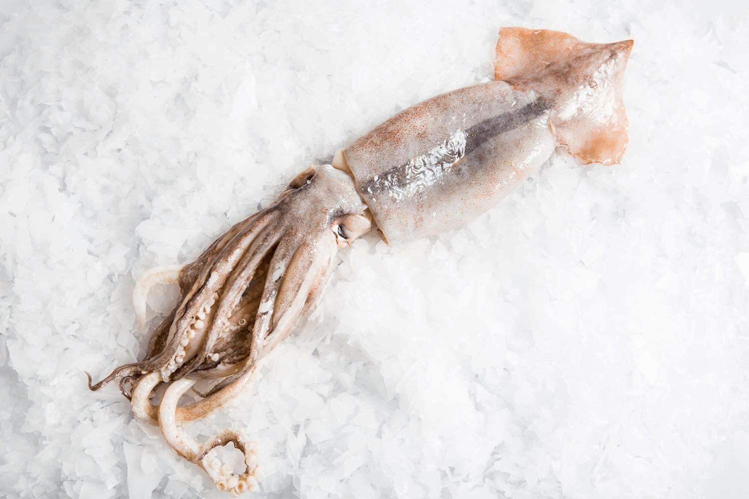 Imagine the crisp bite you can get from this thick Gould’s squid.