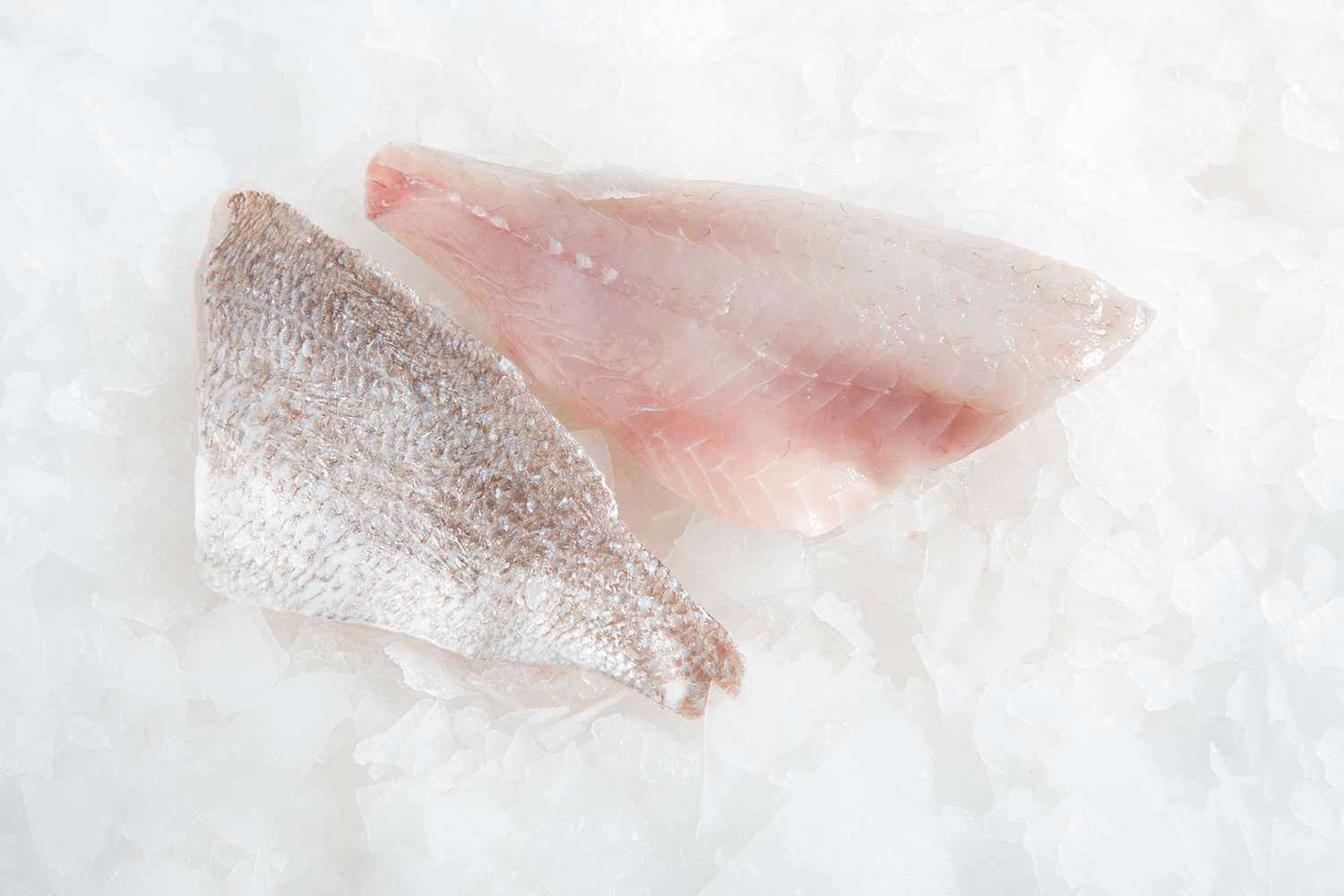 Snapper fillet