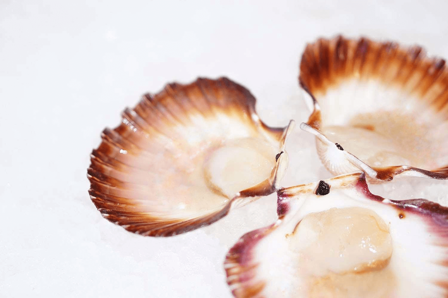 These half-shell Hokkaido scallops are perfect for pasta or mornay.