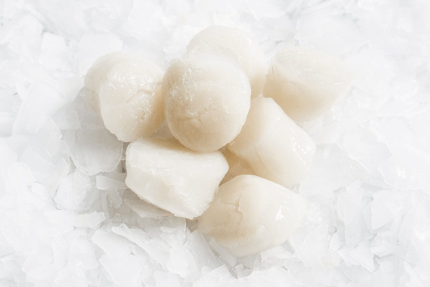 These half-shell Hokkaido scallops are perfect for pasta or mornay.