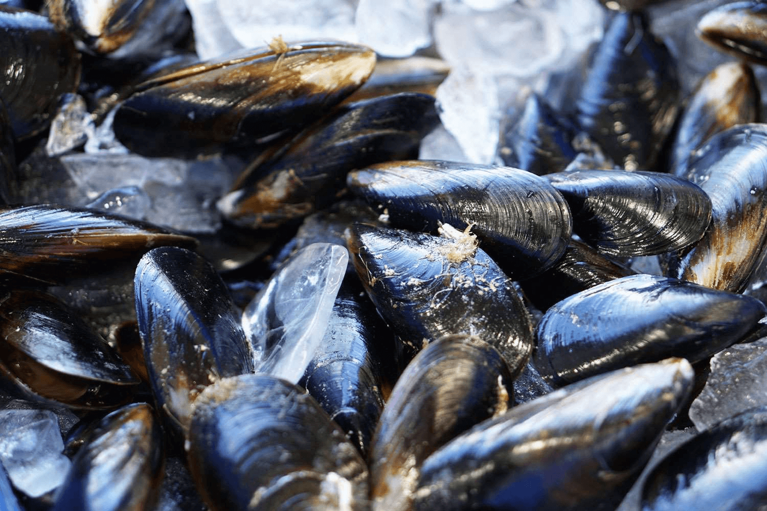 Order mussels in bulk and have them delivered to your door.