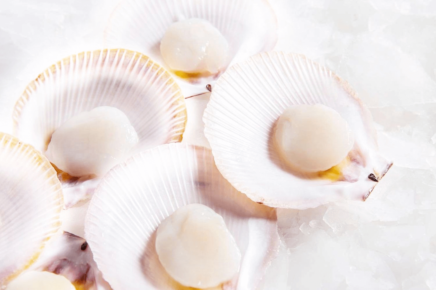 These half-shell Hokkaido scallops are perfect for pasta or mornay.